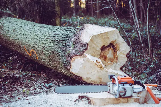 What Size Of A Chainsaw Do I Need To Cut Down A Tree?