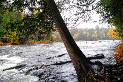 The Most Effective Way of Felling a Leaning Tree