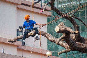 Cutting Logs With Chainsaw