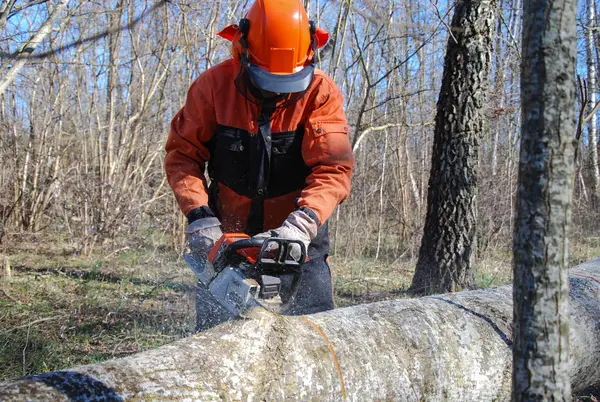 17137316 lumberjack with a chainsaw