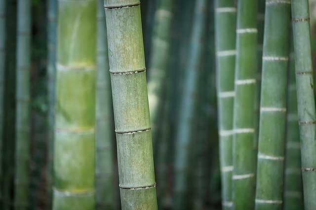 Can Chainsaws Cut Bamboo? ([year])