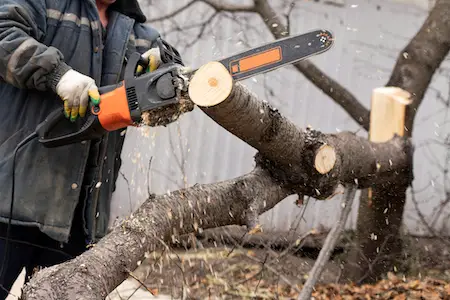 man holds chainsaw saws tree hardwood processing forest sawdust fly