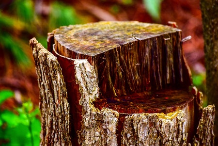Cutting your Tree Stump