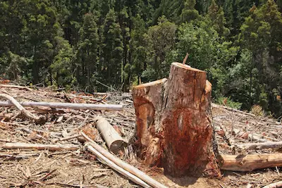 Can you Chainsaw a Stump?