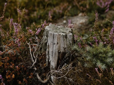 How to remove a tree stump with salt