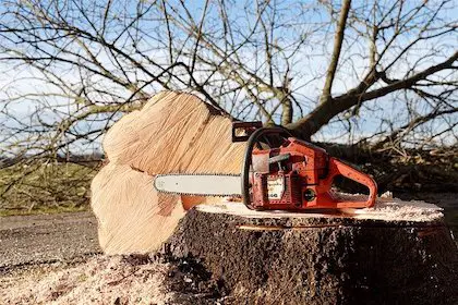 Using a Chainsaw to Clear Brush