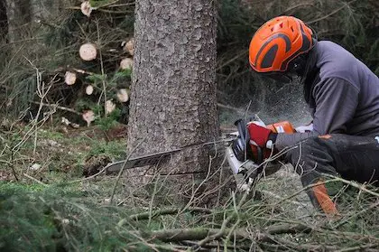 Clearing Land with a Chainsaw