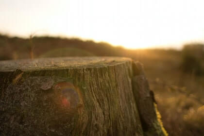 Remove Tree Stump with Chainsaw