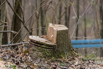 Remove Tree Stump with Chainsaw