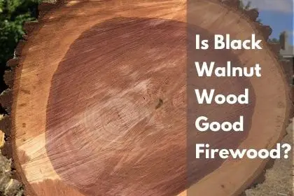 Is Black Walnut Wood Good Firewood?
