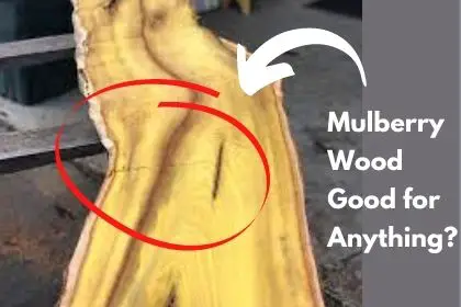 Is Mulberry Wood Good for Anything? ([year])