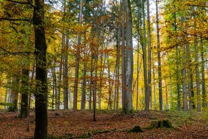 Beech Tree Firewood