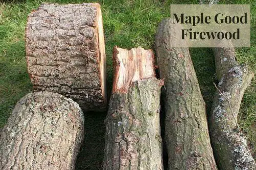Maple Good Firewood