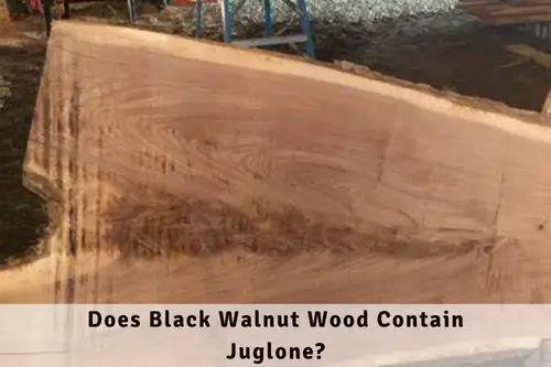 Does Black Walnut Wood Contain Juglone?