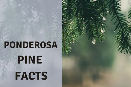 Ponderosa Pine Facts