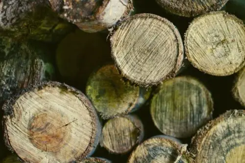 Seasoned vs Unseasoned Firewood: Which is Better?