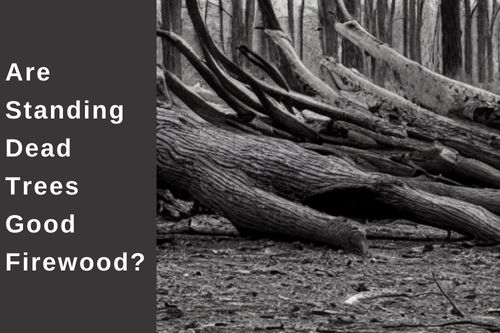 Are Standing Dead Trees Good Firewood?