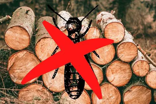 How to Properly Store Firewood to Avoid Termites