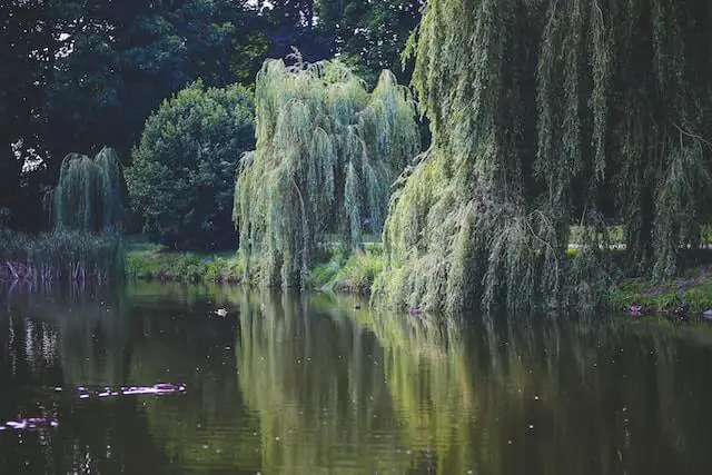 How to Grow Willow Trees for Firewood